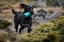 black labrador.png