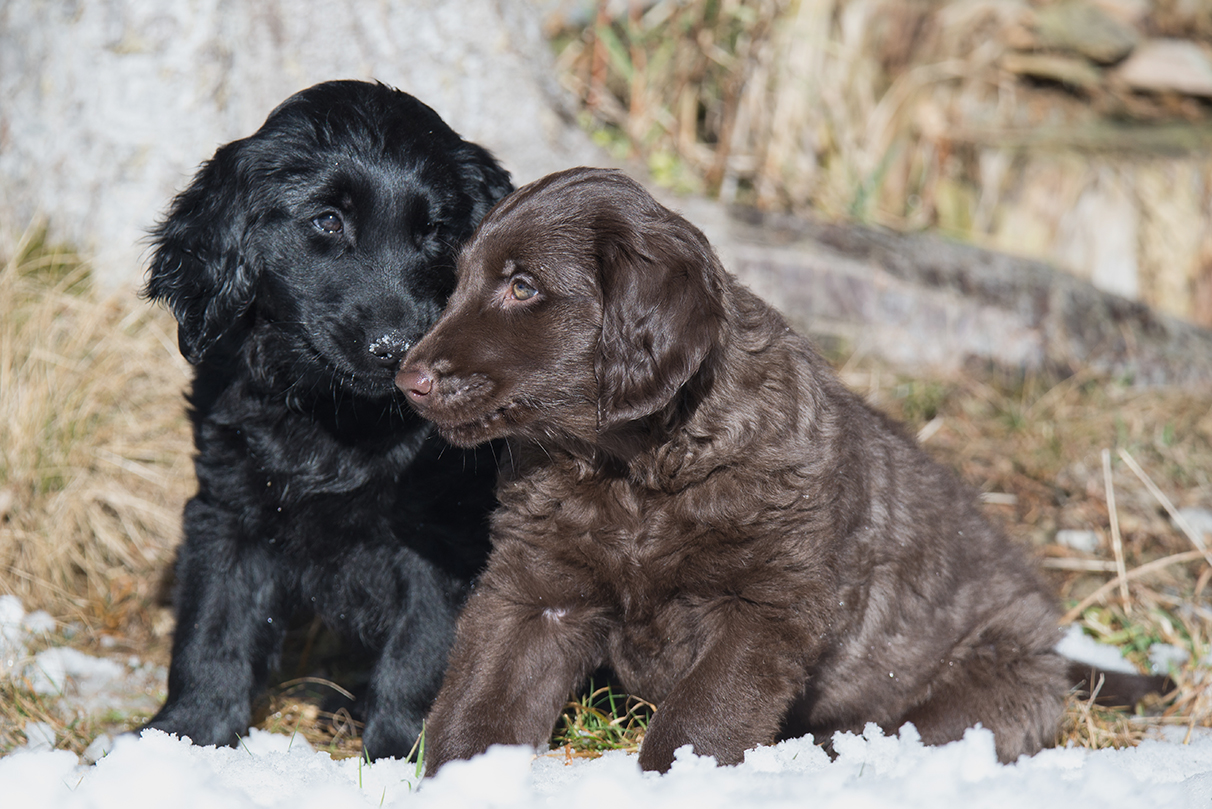 Labrador Fotos Und Bilder