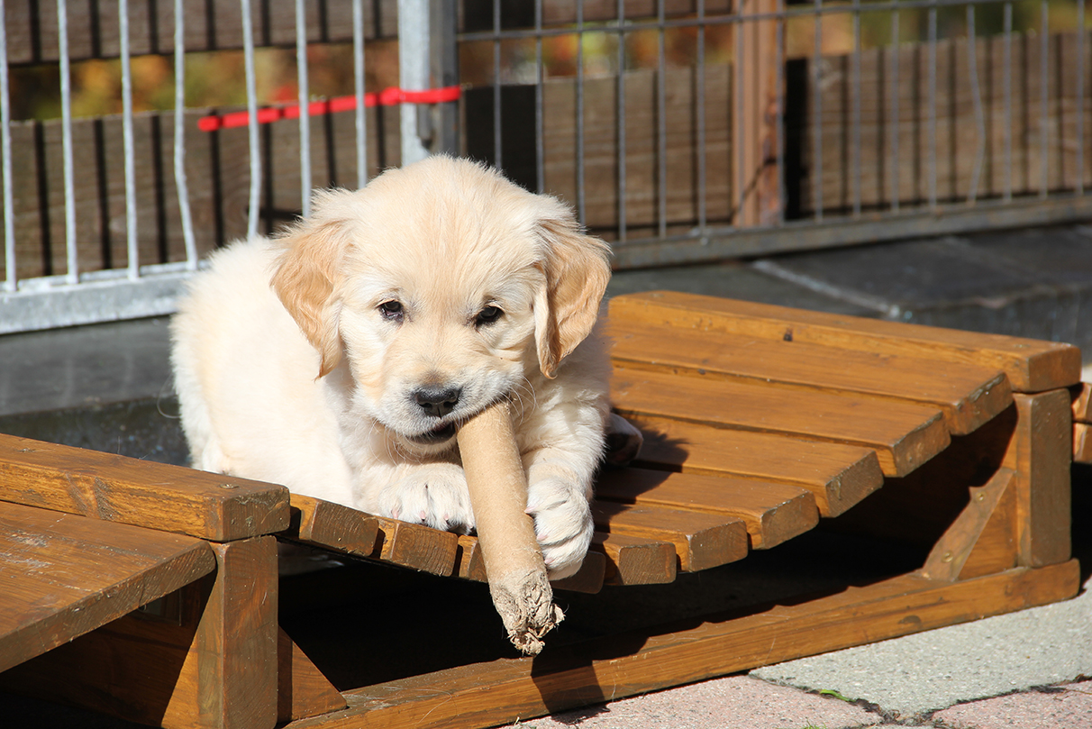 Acquista il Calendario dei cuccioli di Golden Retriever 2024