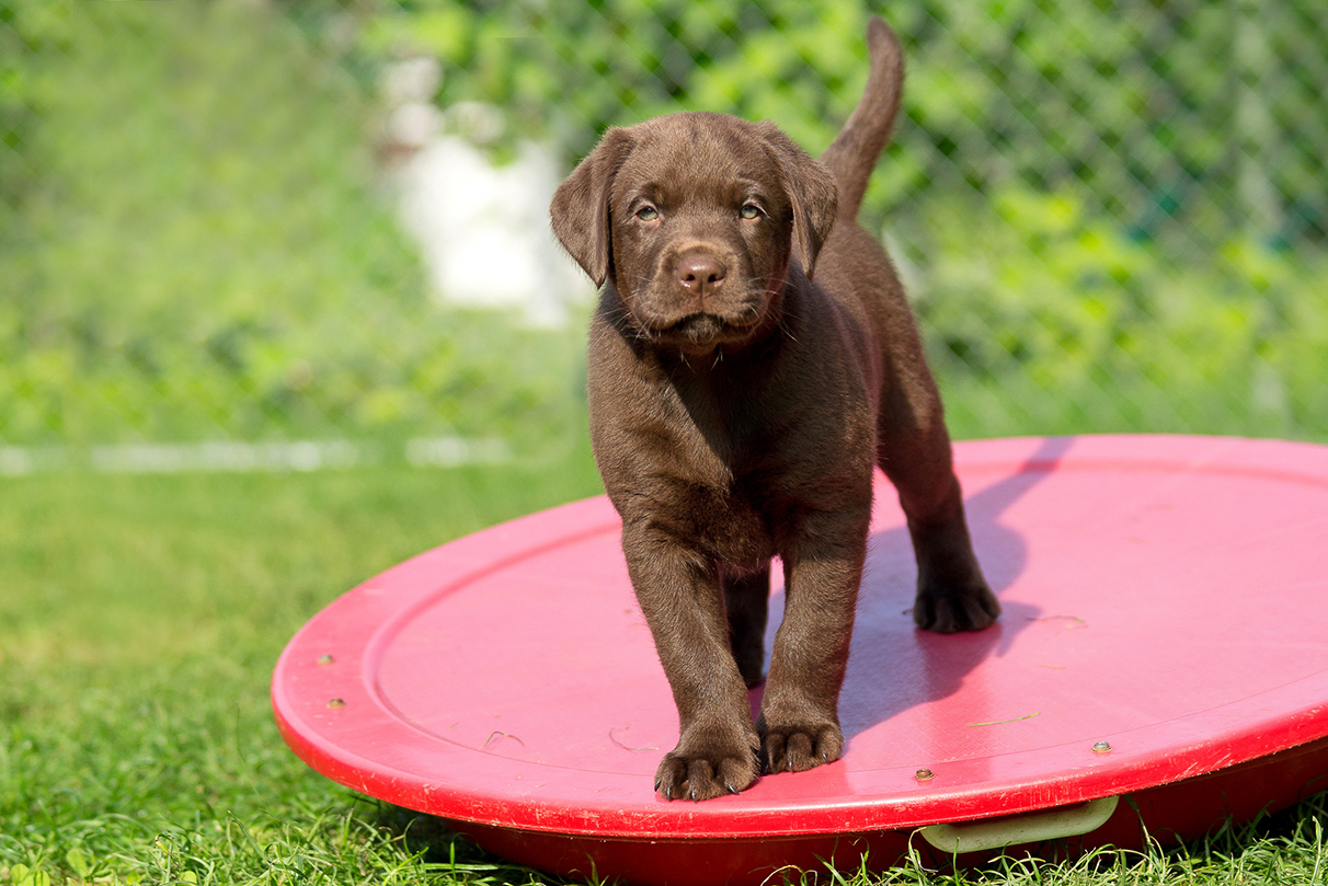 Labrador Retriever Charakter Haltung Pflege Zooplus