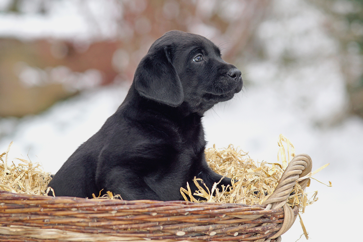 Labrador Welpen Was Sie Vor Dem Welpenkauf Wissen Mussen