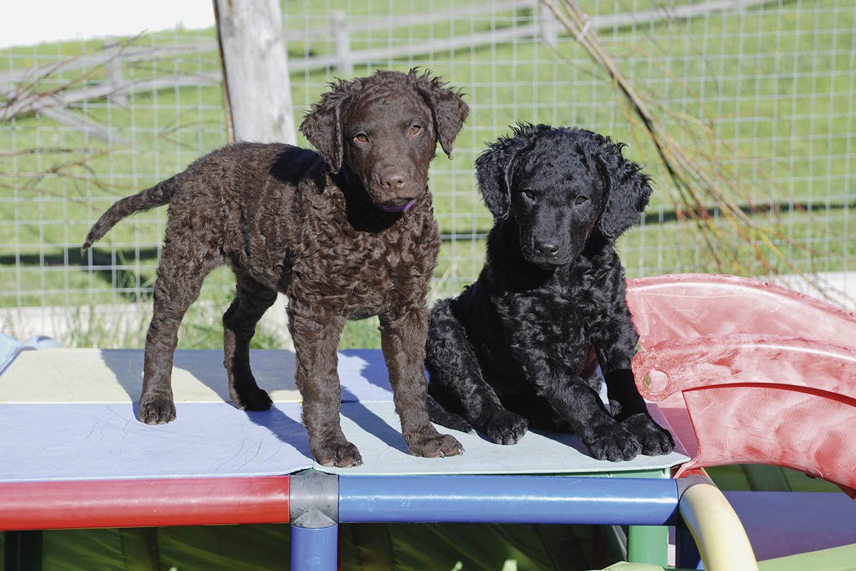 Flat Coated Retriever Welpen Schweiz