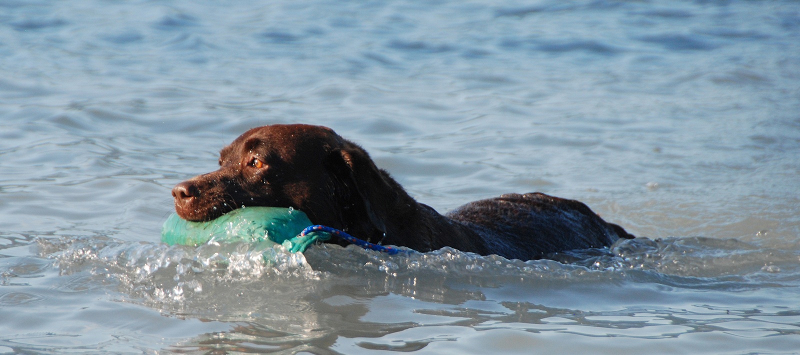 Labrador Francais